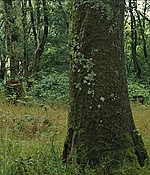 SRF-HILN0745.jpg